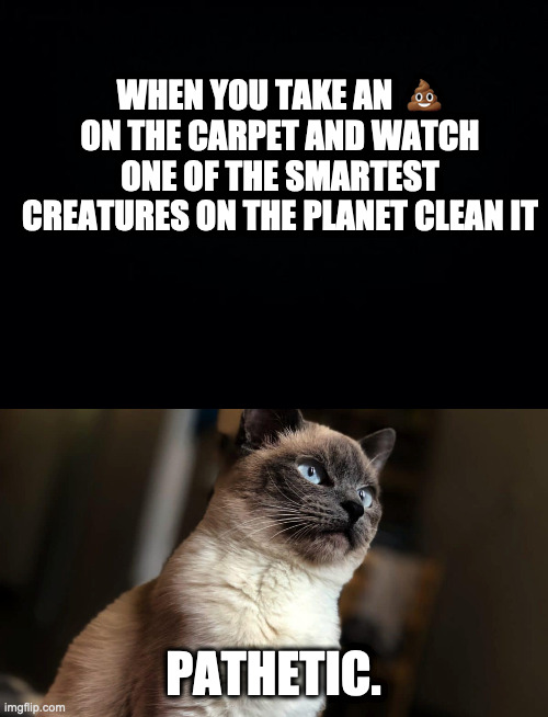 The cat is back | WHEN YOU TAKE AN  💩 ON THE CARPET AND WATCH ONE OF THE SMARTEST CREATURES ON THE PLANET CLEAN IT; PATHETIC. | image tagged in black background | made w/ Imgflip meme maker