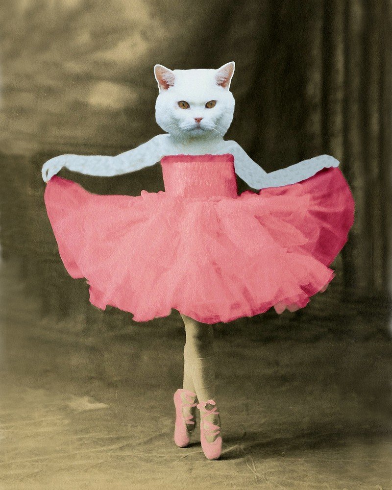 High Quality Ballet Cat Blank Meme Template