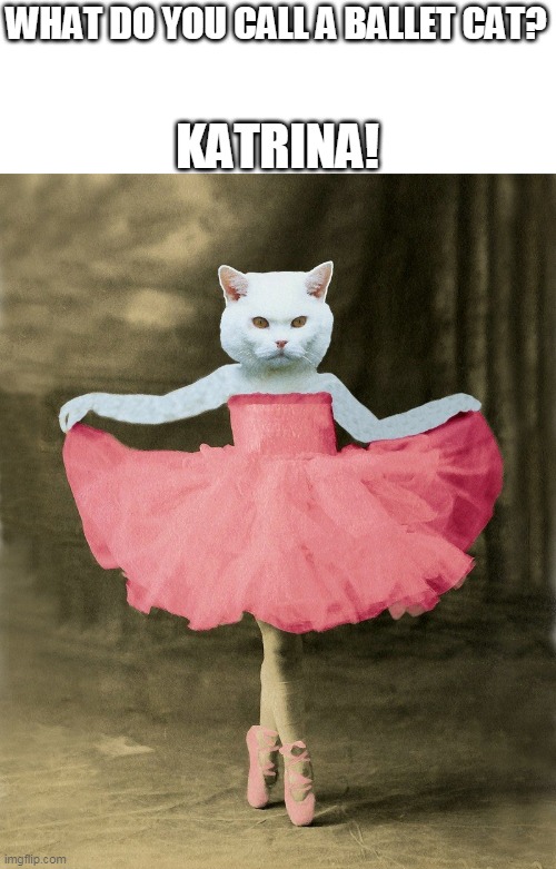 Katrina! | KATRINA! WHAT DO YOU CALL A BALLET CAT? | image tagged in ballet cat,memes | made w/ Imgflip meme maker