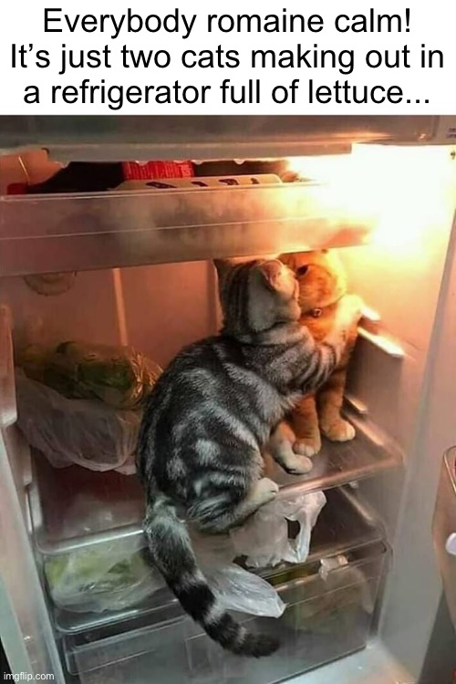 It’s Getting Hot in Here | Everybody romaine calm! It’s just two cats making out in a refrigerator full of lettuce... | image tagged in funny cat memes,funny,cats | made w/ Imgflip meme maker