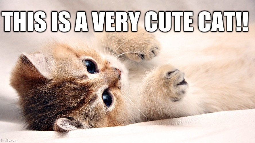 Cute Cat | THIS IS A VERY CUTE CAT!! | image tagged in cute cats,cute | made w/ Imgflip meme maker