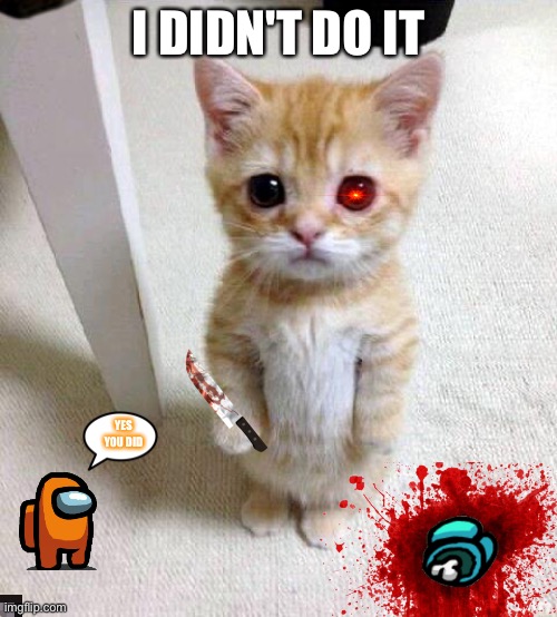 Cute Cat | I DIDN'T DO IT; YES YOU DID | image tagged in memes,cute cat | made w/ Imgflip meme maker