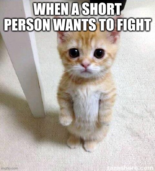 Short People | WHEN A SHORT PERSON WANTS TO FIGHT | image tagged in memes,cute cat | made w/ Imgflip meme maker