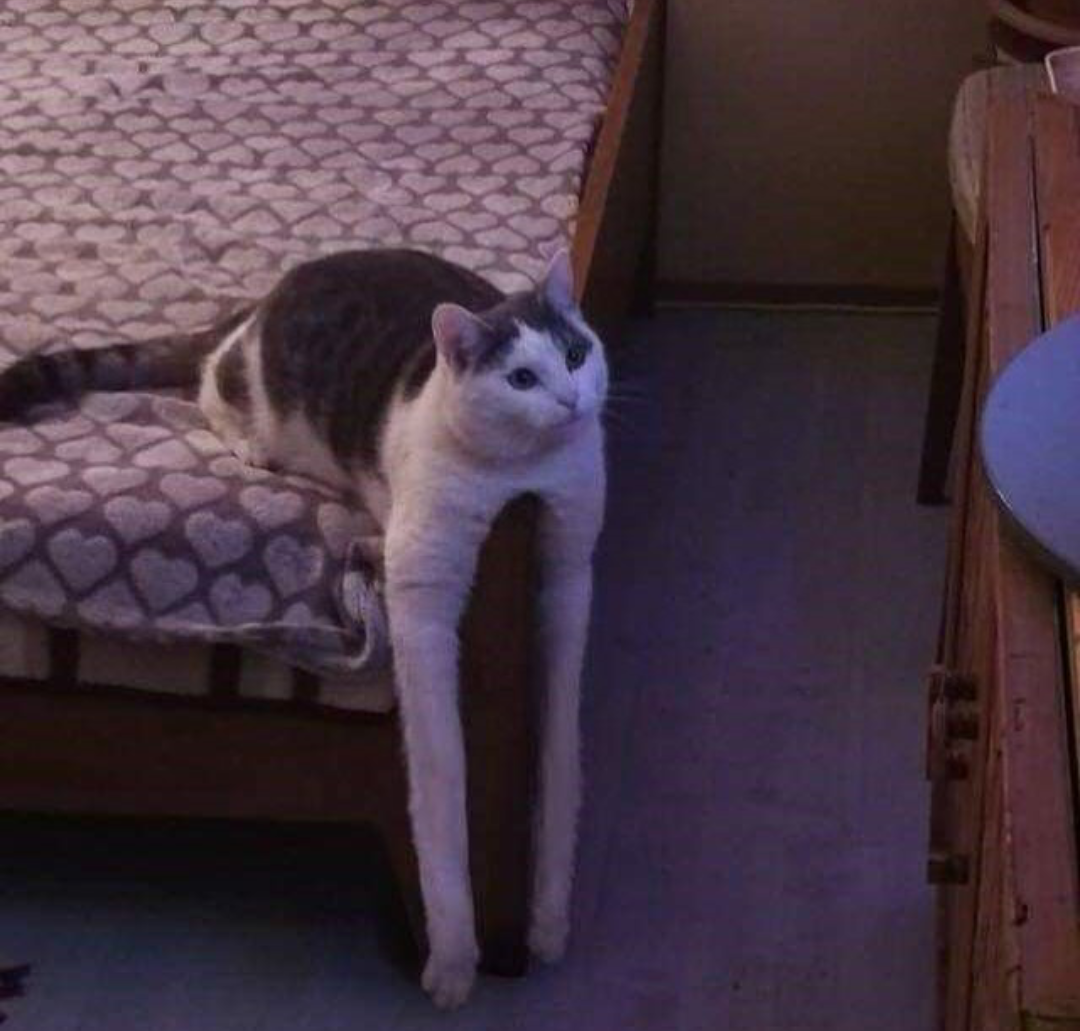 cats long legs Memes & GIFs - Imgflip