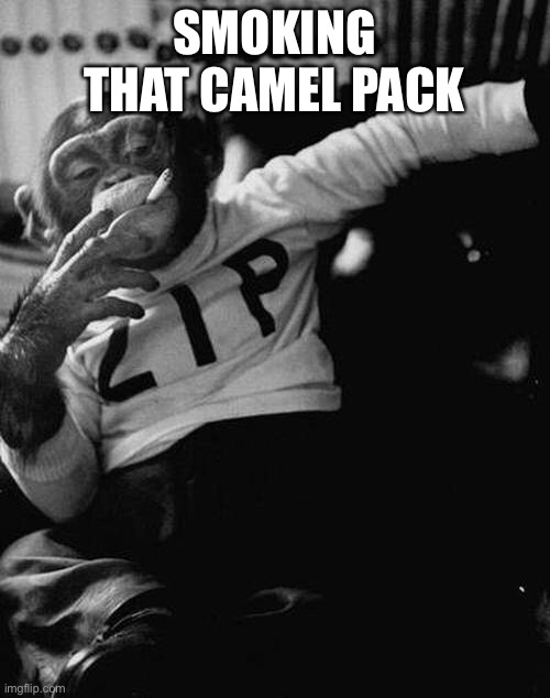 smoking monkey  | SMOKING THAT CAMEL PACK | image tagged in smoking monkey | made w/ Imgflip meme maker