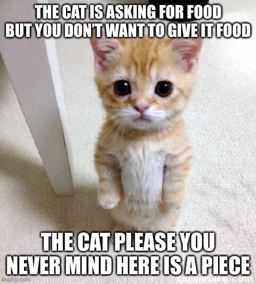 Cat begging for food | THE CAT IS ASKING FOR FOOD BUT YOU DON’T WANT TO GIVE IT FOOD; THE CAT PLEASE YOU NEVER MIND HERE IS A PIECE | image tagged in memes,cute cat | made w/ Imgflip meme maker