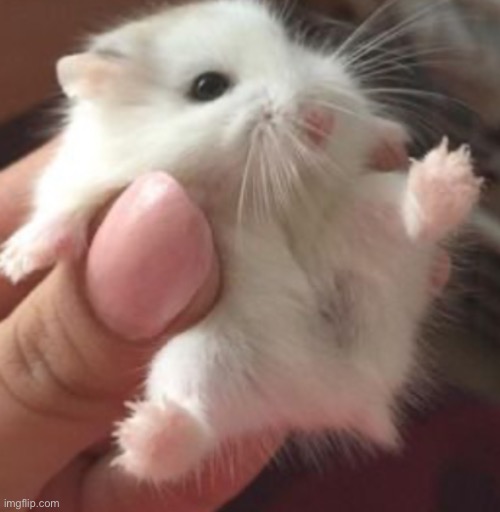 How popular can this hamster get? Comment and I’ll follow u | image tagged in hamster,cute,cuddle,popular,furry,small | made w/ Imgflip meme maker