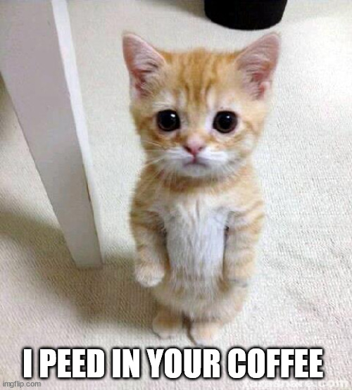 Cute Cat | I PEED IN YOUR COFFEE | image tagged in memes,cute cat,coffee,mondays | made w/ Imgflip meme maker