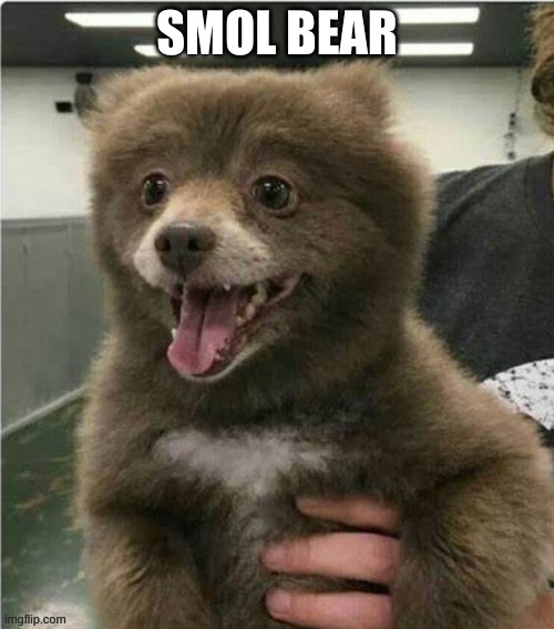 :DDDD | SMOL BEAR | image tagged in smol bear | made w/ Imgflip meme maker