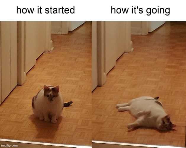 How to Plop | image tagged in cat | made w/ Imgflip meme maker