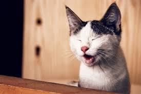a blinded cat Blank Meme Template