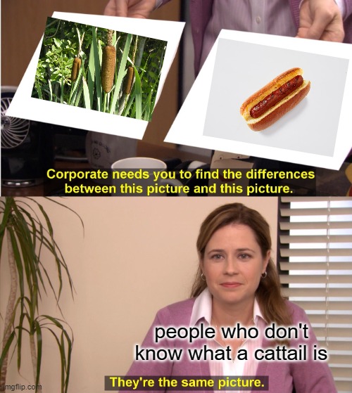 They're The Same Picture Meme | people who don't know what a cattail is | image tagged in memes,they're the same picture | made w/ Imgflip meme maker