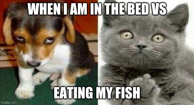 lol | WHEN I AM IN THE BED VS; EATING MY FISH | image tagged in funny cats,grumpy cat | made w/ Imgflip meme maker