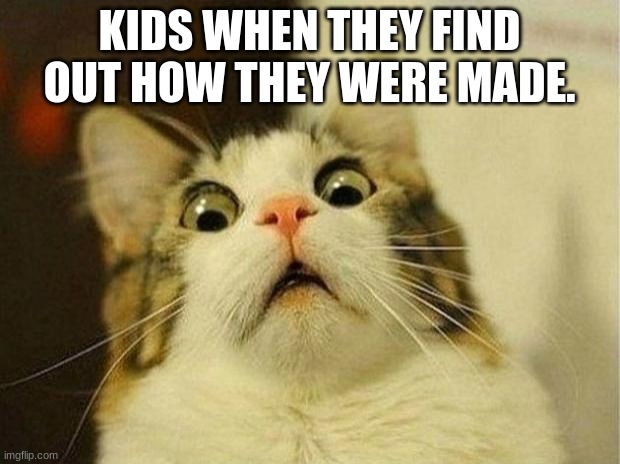 Scared Cat | KIDS WHEN THEY FIND OUT HOW THEY WERE MADE. | image tagged in memes,scared cat | made w/ Imgflip meme maker