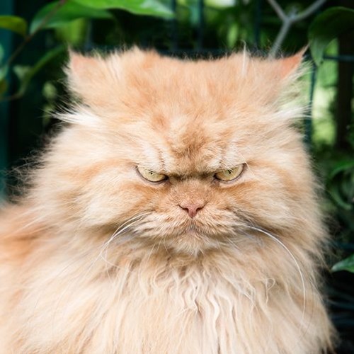 Mad Cat Meme Photos, Download The BEST Free Mad Cat Meme Stock Photos & HD  Images