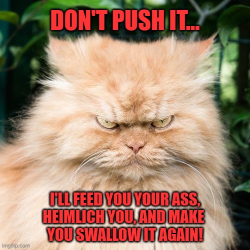 mad cat | DON'T PUSH IT... I'LL FEED YOU YOUR ASS,
HEIMLICH YOU, AND MAKE 
YOU SWALLOW IT AGAIN! | image tagged in mad cat | made w/ Imgflip meme maker