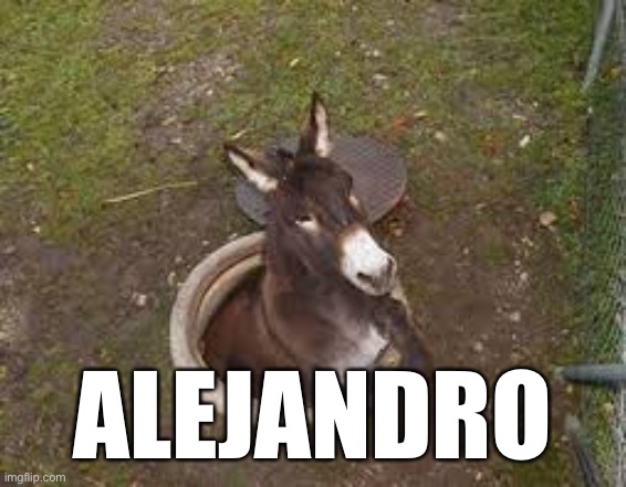 Animals getting stuck in weird places with Mexican names version 3 | ALEJANDRO | image tagged in animals,memes,funny memes,funny meme,holes | made w/ Imgflip meme maker