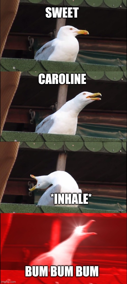 Inhaling Seagull | SWEET; CAROLINE; *INHALE*; BUM BUM BUM | image tagged in memes,inhaling seagull | made w/ Imgflip meme maker