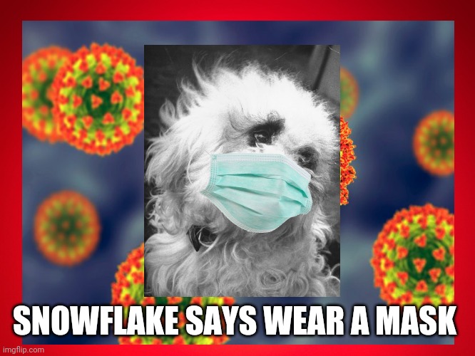 Snowflake Says Wear A Mask | SNOWFLAKE SAYS WEAR A MASK | image tagged in snowflake,dogs,texas,ted cruz,covid-19,funny | made w/ Imgflip meme maker
