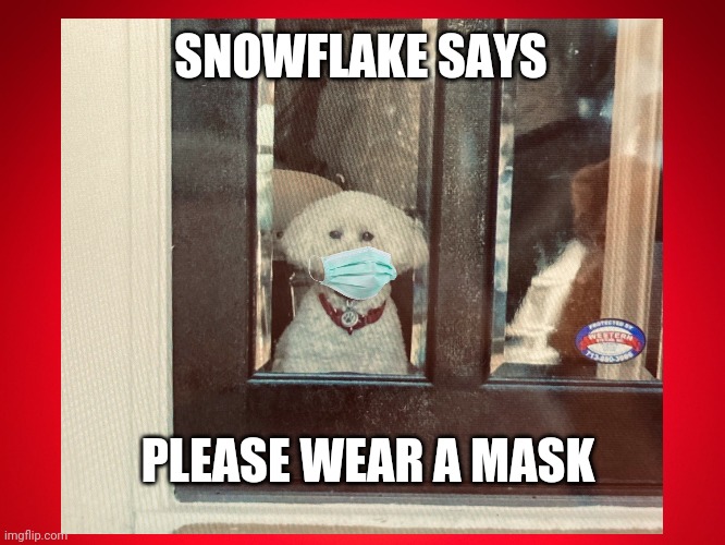 Snowflake Says | SNOWFLAKE SAYS; PLEASE WEAR A MASK | image tagged in snowflake,dogs,funny,ted cruz,texas,covid 19 | made w/ Imgflip meme maker