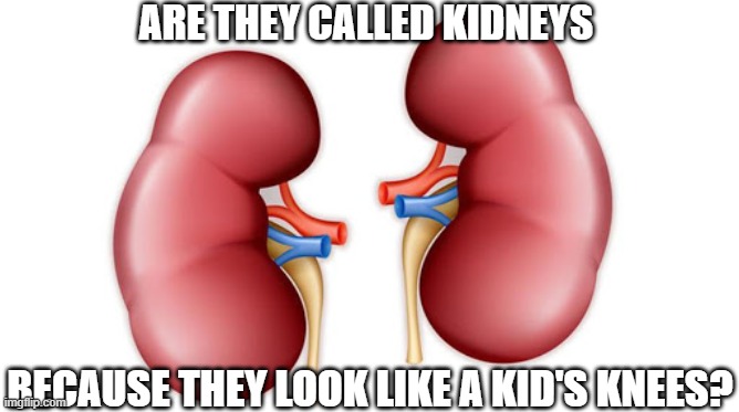 Kidneys Pick A Fight | ARE THEY CALLED KIDNEYS; BECAUSE THEY LOOK LIKE A KID'S KNEES? | image tagged in kidneys pick a fight | made w/ Imgflip meme maker