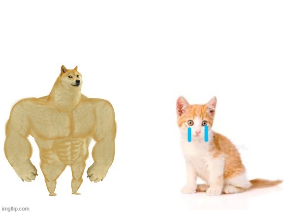 Cat vs. dog template | image tagged in cat vs dog template | made w/ Imgflip meme maker