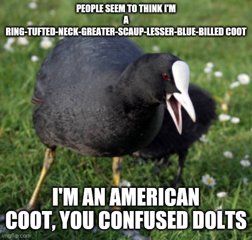 PEOPLE SEEM TO THINK I'M A RING-TUFTED-NECK-GREATER-SCAUP-LESSER-BLUE-BILLED COOT; I'M AN AMERICAN COOT, YOU CONFUSED DOLTS | made w/ Imgflip meme maker