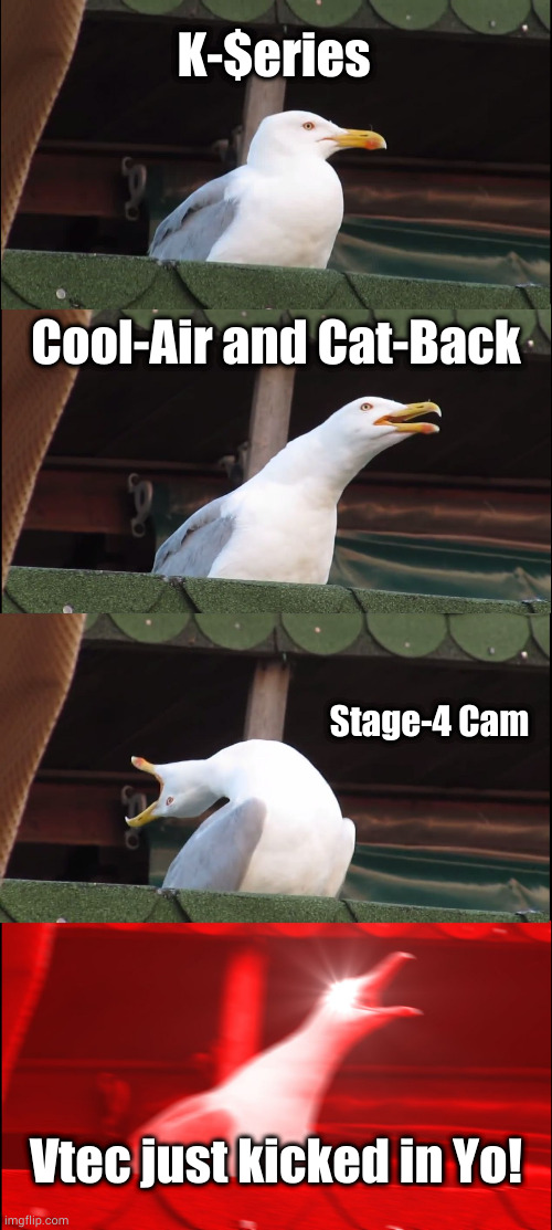 Inhaling Seagull | K-$eries; Cool-Air and Cat-Back; Stage-4 Cam; Vtec just kicked in Yo! | image tagged in memes,inhaling seagull | made w/ Imgflip meme maker