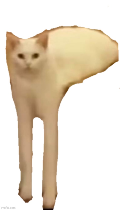 Liquid Cat | image tagged in cat,liquid | made w/ Imgflip meme maker