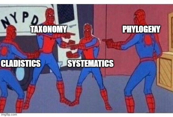 spiderman pointing at spiderman | TAXONOMY                                     PHYLOGENY; CLADISTICS                  SYSTEMATICS | image tagged in spiderman pointing at spiderman,biologymemes | made w/ Imgflip meme maker