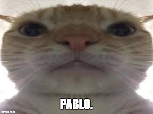 Pablo. | PABLO. | image tagged in cat | made w/ Imgflip meme maker