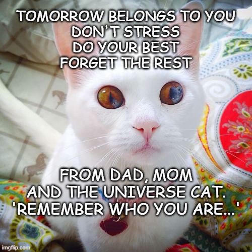 Exam Cat | TOMORROW BELONGS TO YOU
DON'T STRESS
DO YOUR BEST
FORGET THE REST; FROM DAD, MOM
AND THE UNIVERSE CAT.
'REMEMBER WHO YOU ARE...' | image tagged in exams | made w/ Imgflip meme maker
