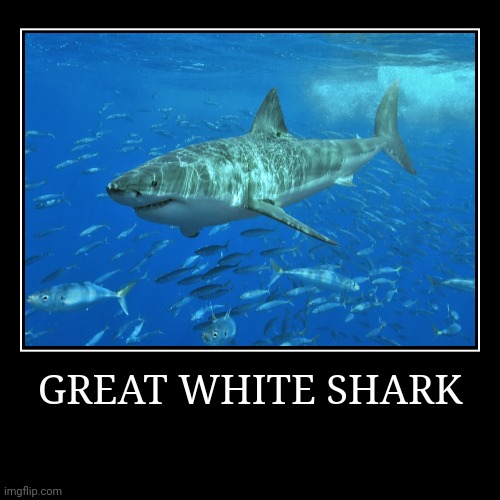 Great White Shark | image tagged in demotivationals,shark | made w/ Imgflip demotivational maker