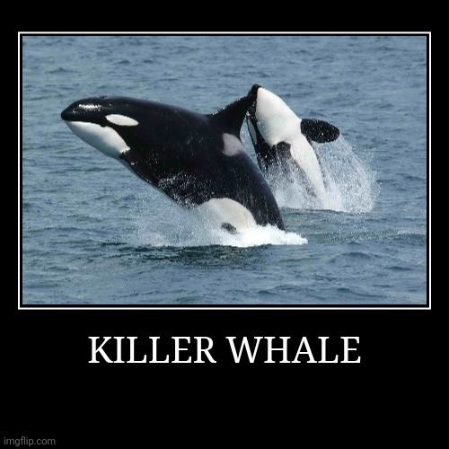Killer Whale | image tagged in demotivationals,killer whale | made w/ Imgflip demotivational maker