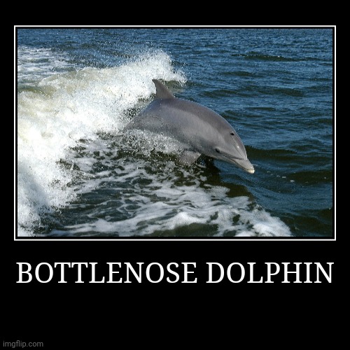 Bottlenose Dolphin | image tagged in demotivationals,dolphin | made w/ Imgflip demotivational maker