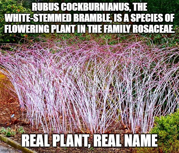 Rubus Cockburnianus |  RUBUS COCKBURNIANUS, THE WHITE-STEMMED BRAMBLE, IS A SPECIES OF FLOWERING PLANT IN THE FAMILY ROSACEAE. REAL PLANT, REAL NAME | image tagged in science | made w/ Imgflip meme maker