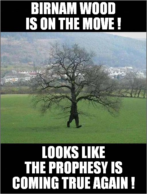 A Shakespearean Walking Tree ? | BIRNAM WOOD IS ON THE MOVE ! LOOKS LIKE THE PROPHESY IS COMING TRUE AGAIN ! | image tagged in shakespeare,macbeth,walking,tree | made w/ Imgflip meme maker