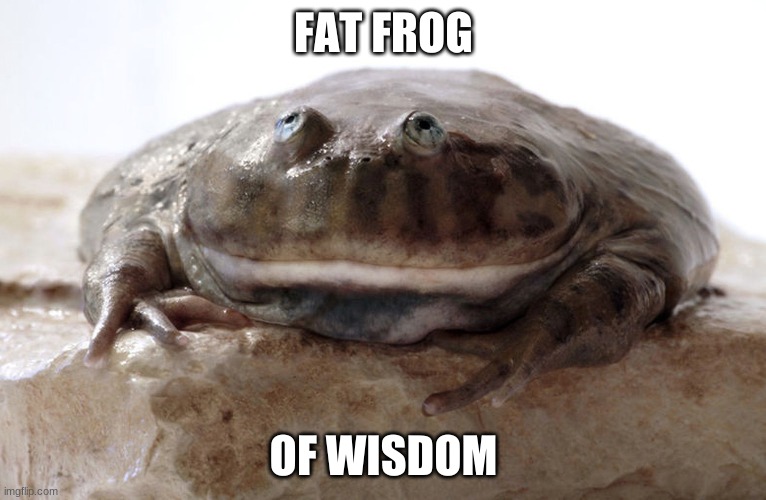 fat frog | FAT FROG; OF WISDOM | image tagged in funny,memes,frog | made w/ Imgflip meme maker