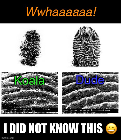 Wwhaaaaaa! I DID NOT KNOW THIS ? Koala Dude | made w/ Imgflip meme maker