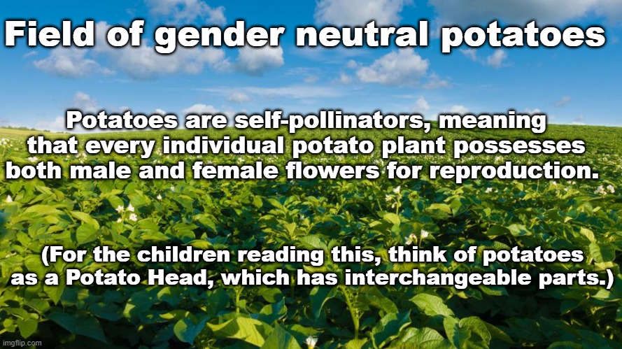 Gender neutral potatoes | Field of gender neutral potatoes; Potatoes are self-pollinators, meaning that every individual potato plant possesses both male and female flowers for reproduction. (For the children reading this, think of potatoes as a Potato Head, which has interchangeable parts.) | image tagged in mr potato head | made w/ Imgflip meme maker