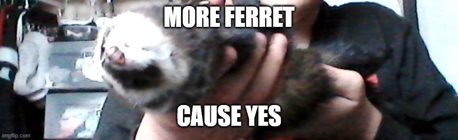 f e r r e t | MORE FERRET; CAUSE YES | image tagged in long upside down ferret | made w/ Imgflip meme maker
