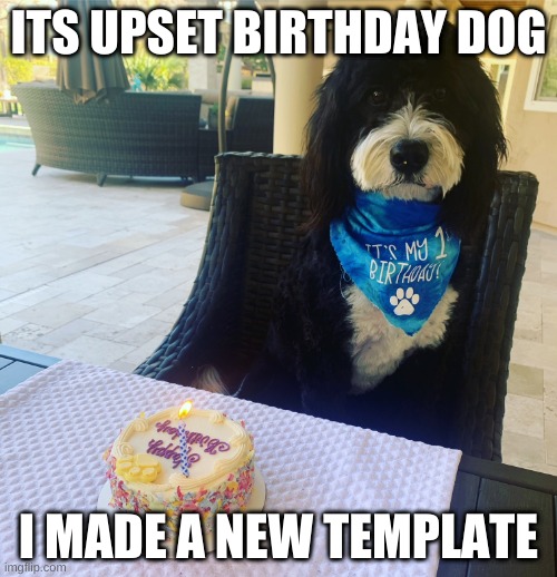 my dog | ITS UPSET BIRTHDAY DOG; I MADE A NEW TEMPLATE | image tagged in hello | made w/ Imgflip meme maker