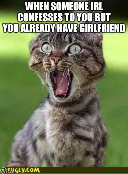 WHAT DO I DO | WHEN SOMEONE IRL CONFESSES TO YOU BUT YOU ALREADY HAVE GIRLFRIEND | image tagged in cat freak out | made w/ Imgflip meme maker