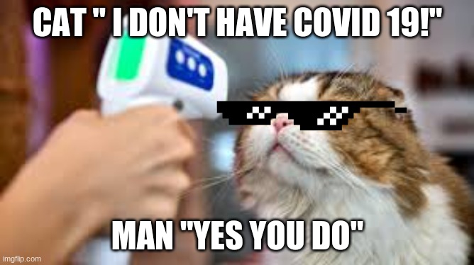 Covid | CAT " I DON'T HAVE COVID 19!"; MAN "YES YOU DO" | image tagged in memes | made w/ Imgflip meme maker