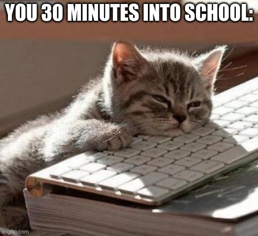 tired cat | YOU 30 MINUTES INTO SCHOOL: | image tagged in tired cat | made w/ Imgflip meme maker