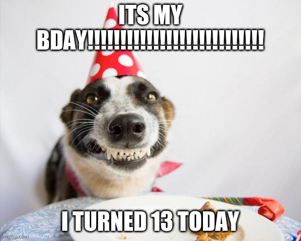 birthday dog | ITS MY BDAY!!!!!!!!!!!!!!!!!!!!!!!!!!! I TURNED 13 TODAY | image tagged in birthday dog | made w/ Imgflip meme maker
