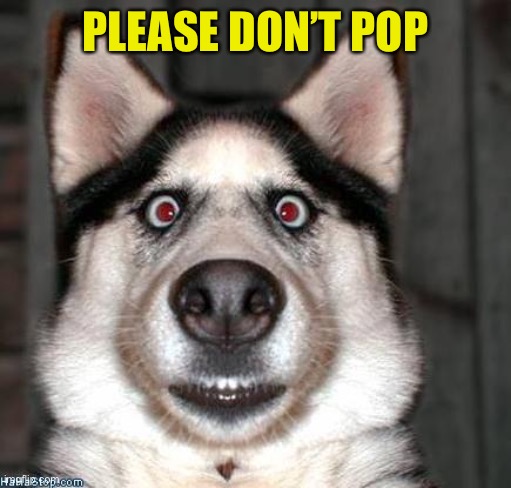 Scared Dog | PLEASE DON’T POP | image tagged in scared dog | made w/ Imgflip meme maker