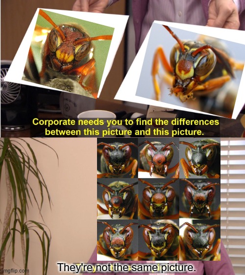 They're The Same Picture | They're not the same picture. | image tagged in memes,they're the same picture | made w/ Imgflip meme maker