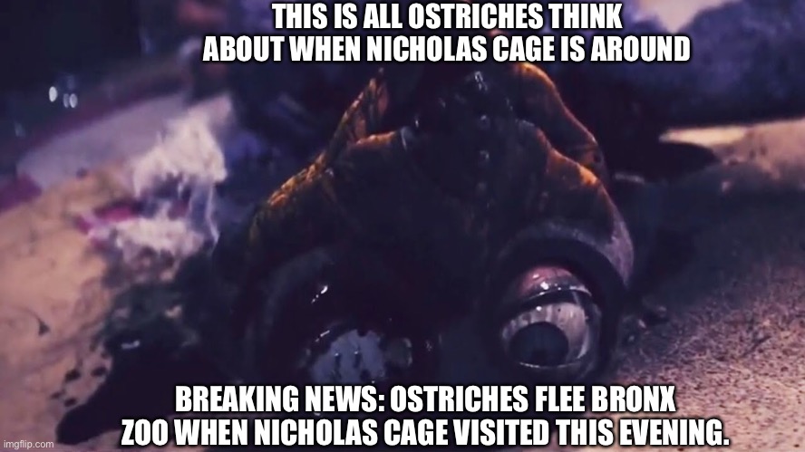 Ostrich PTSD | THIS IS ALL OSTRICHES THINK ABOUT WHEN NICHOLAS CAGE IS AROUND; BREAKING NEWS: OSTRICHES FLEE BRONX ZOO WHEN NICHOLAS CAGE VISITED THIS EVENING. | image tagged in funny memes | made w/ Imgflip meme maker