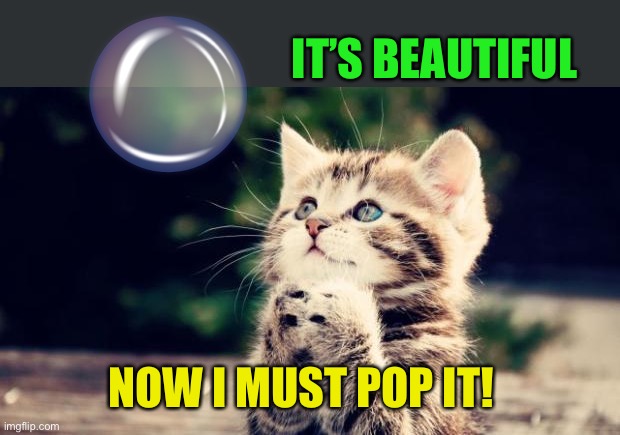 Cute kitten | IT’S BEAUTIFUL NOW I MUST POP IT! | image tagged in cute kitten | made w/ Imgflip meme maker